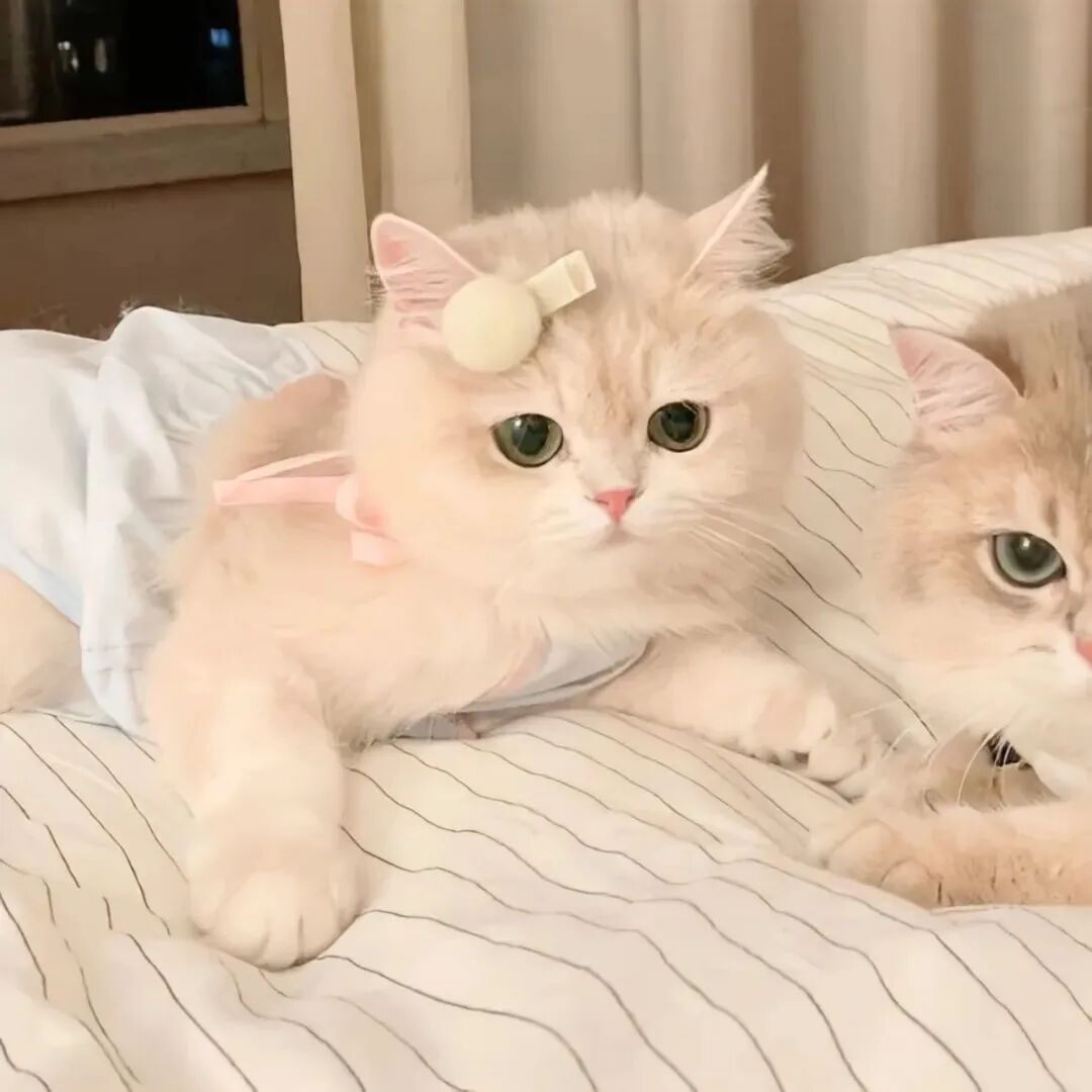 猫咪二人闺蜜头像