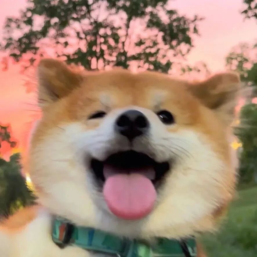 狗狗萌宠头像