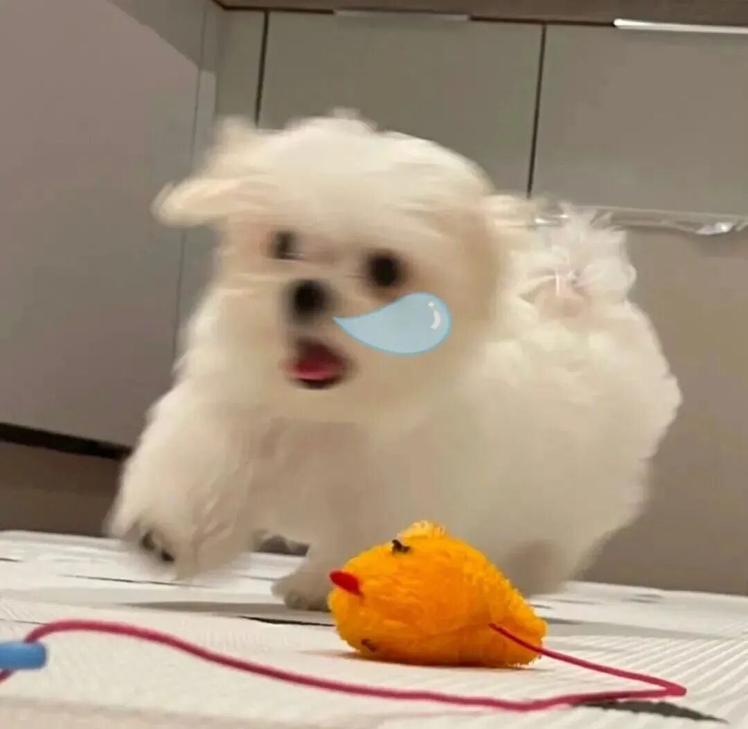 可爱狗狗萌宠头像