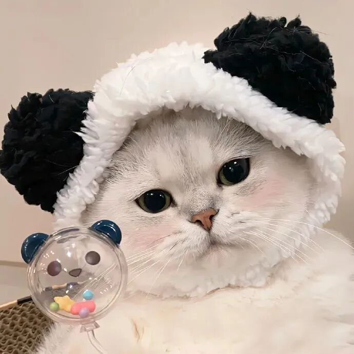 可爱猫咪萌宠头像