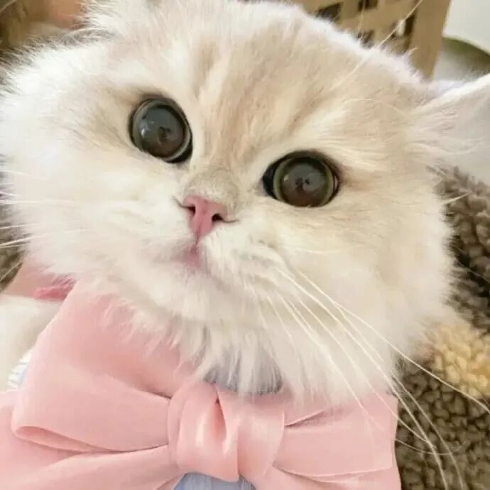 可爱猫咪萌宠头像