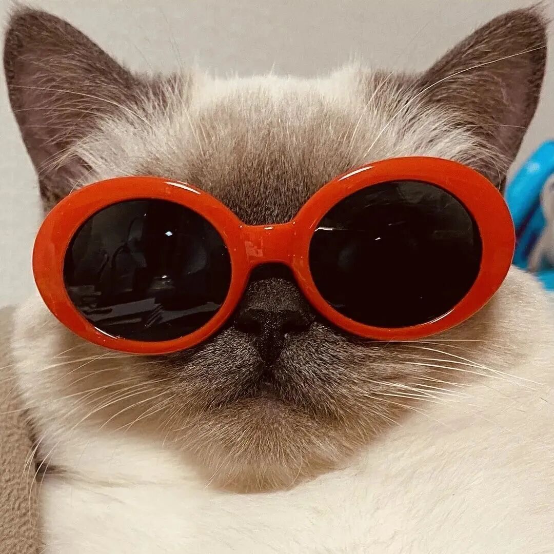 可爱墨镜猫咪头像萌宠头像