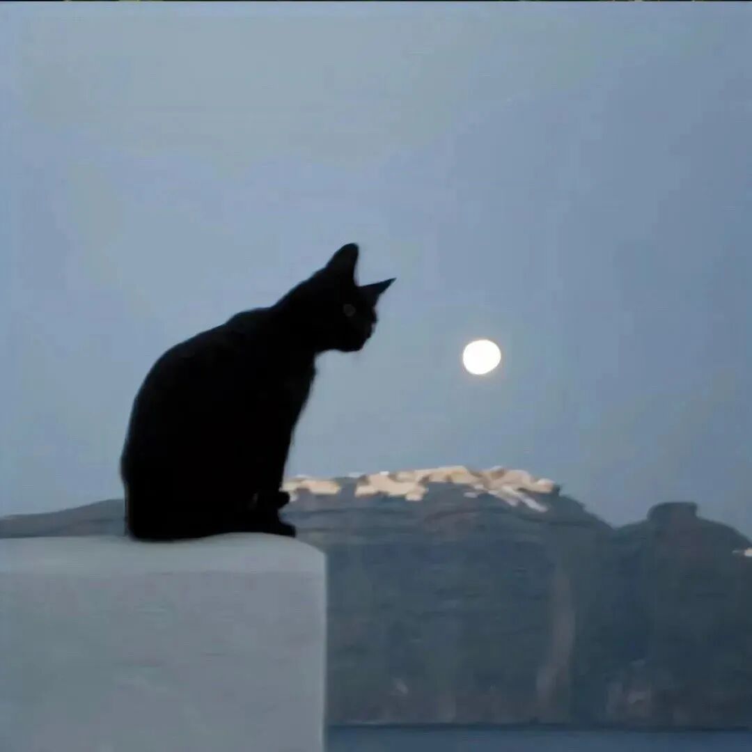 猫咪月亮背景图