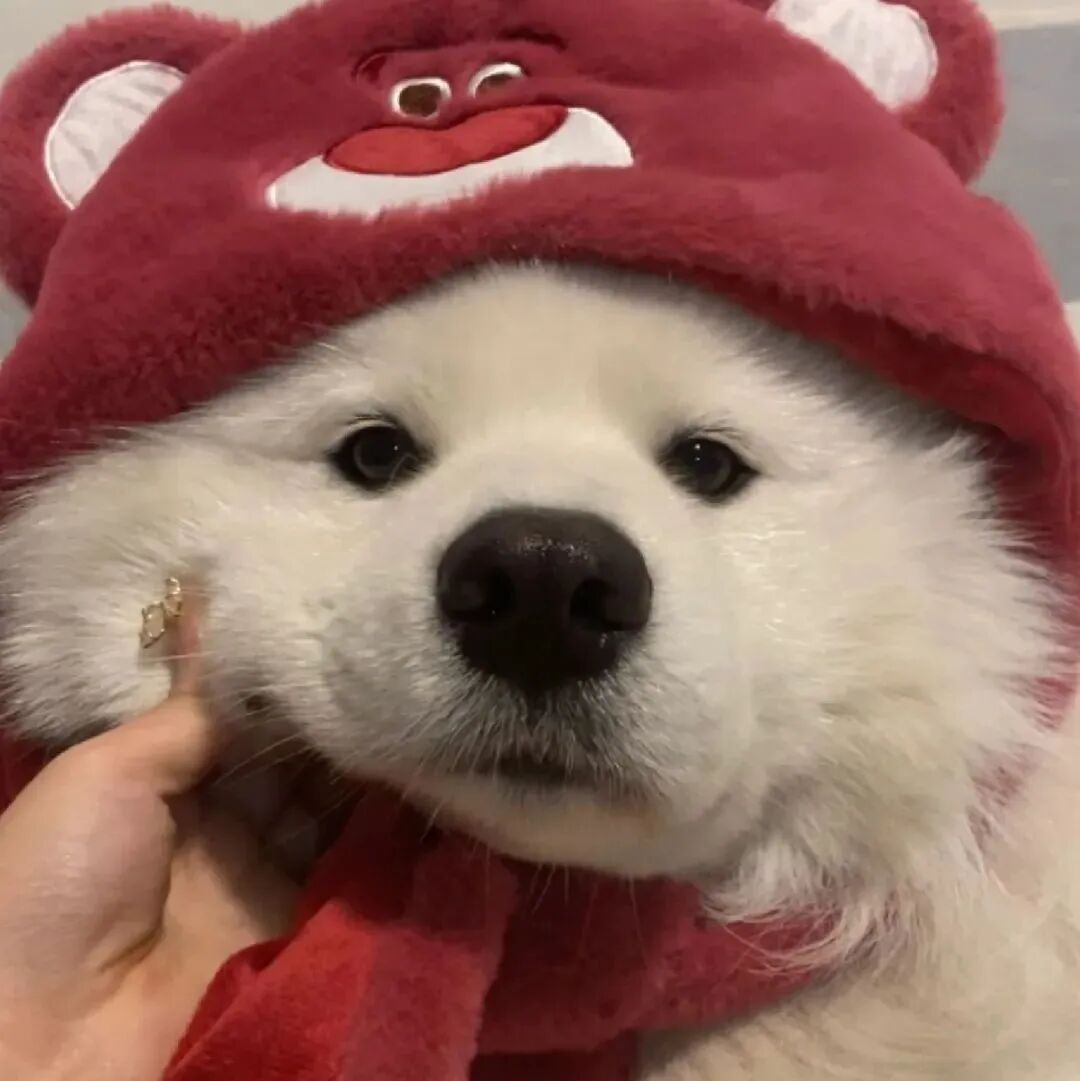可爱狗狗萌宠头像
