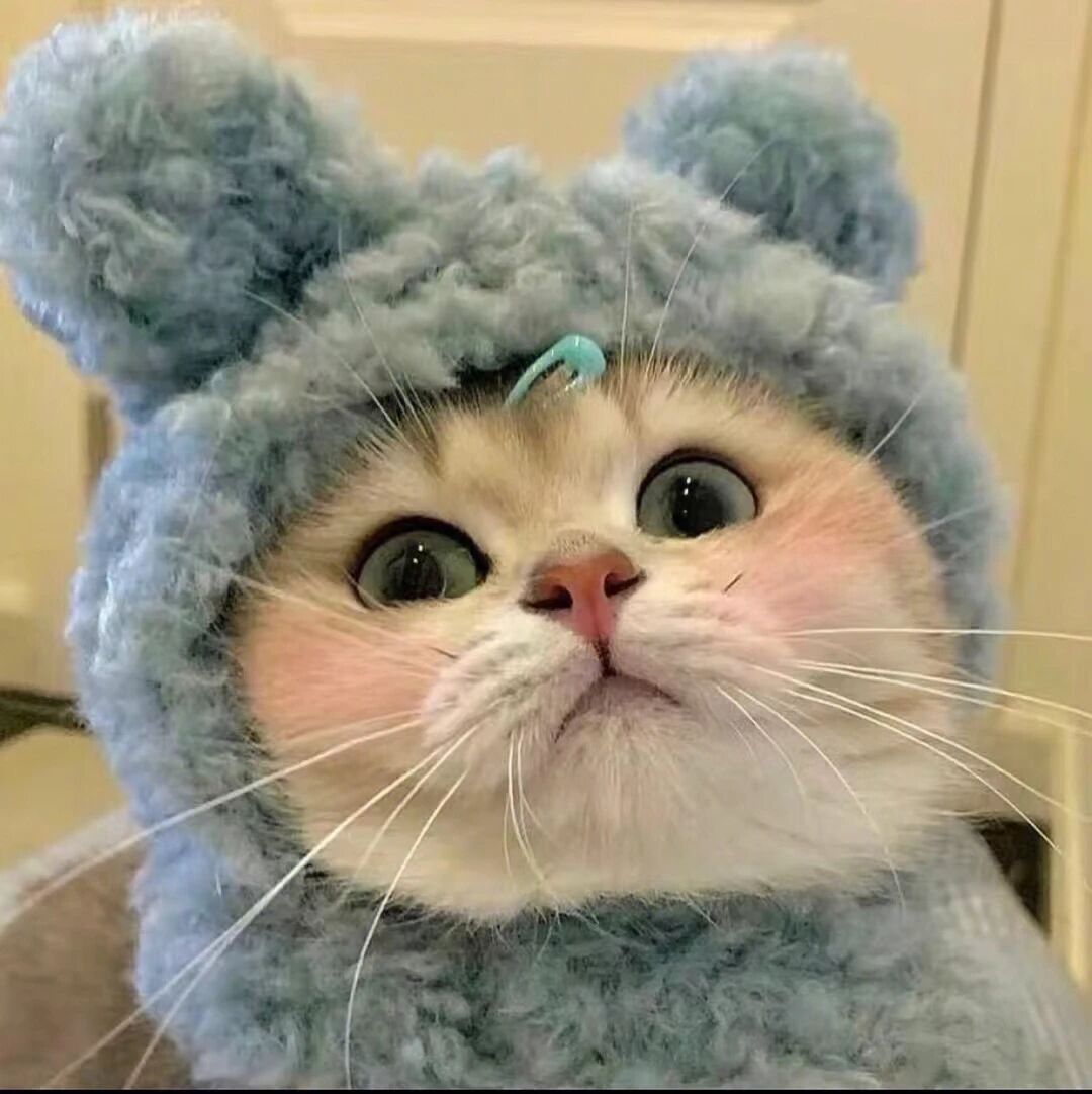 萌宠 萌宠头像  小猫头像 小猫