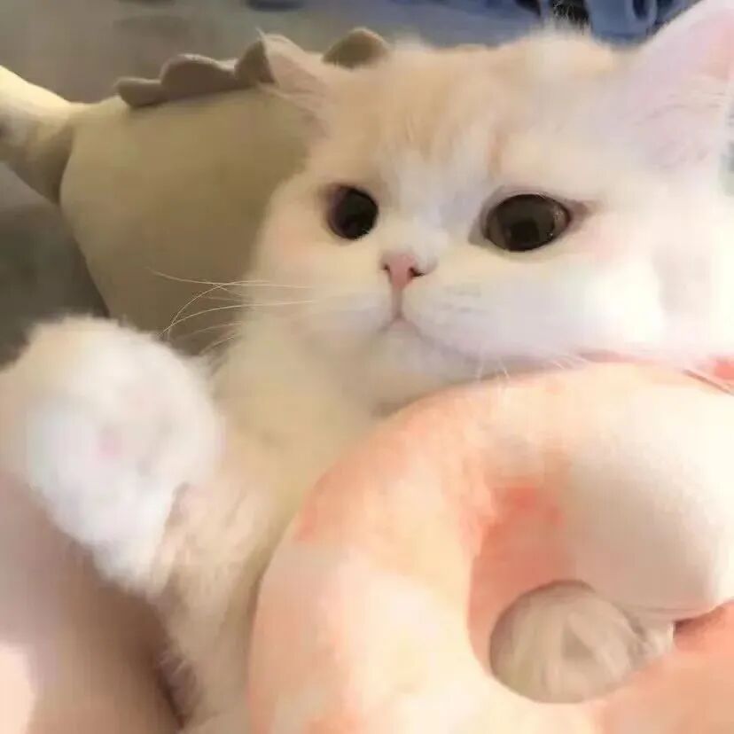 萌宠 萌宠头像  小猫头像 小猫