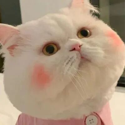 萌宠 萌宠头像  小猫头像 小猫