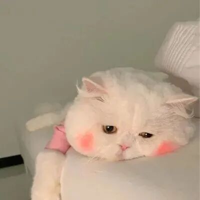 萌宠 萌宠头像  小猫头像 小猫