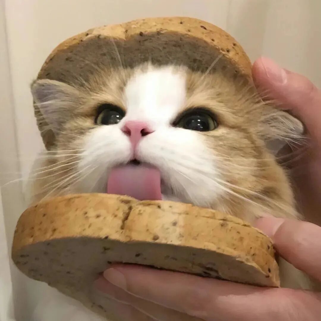 猫咪萌宠头像