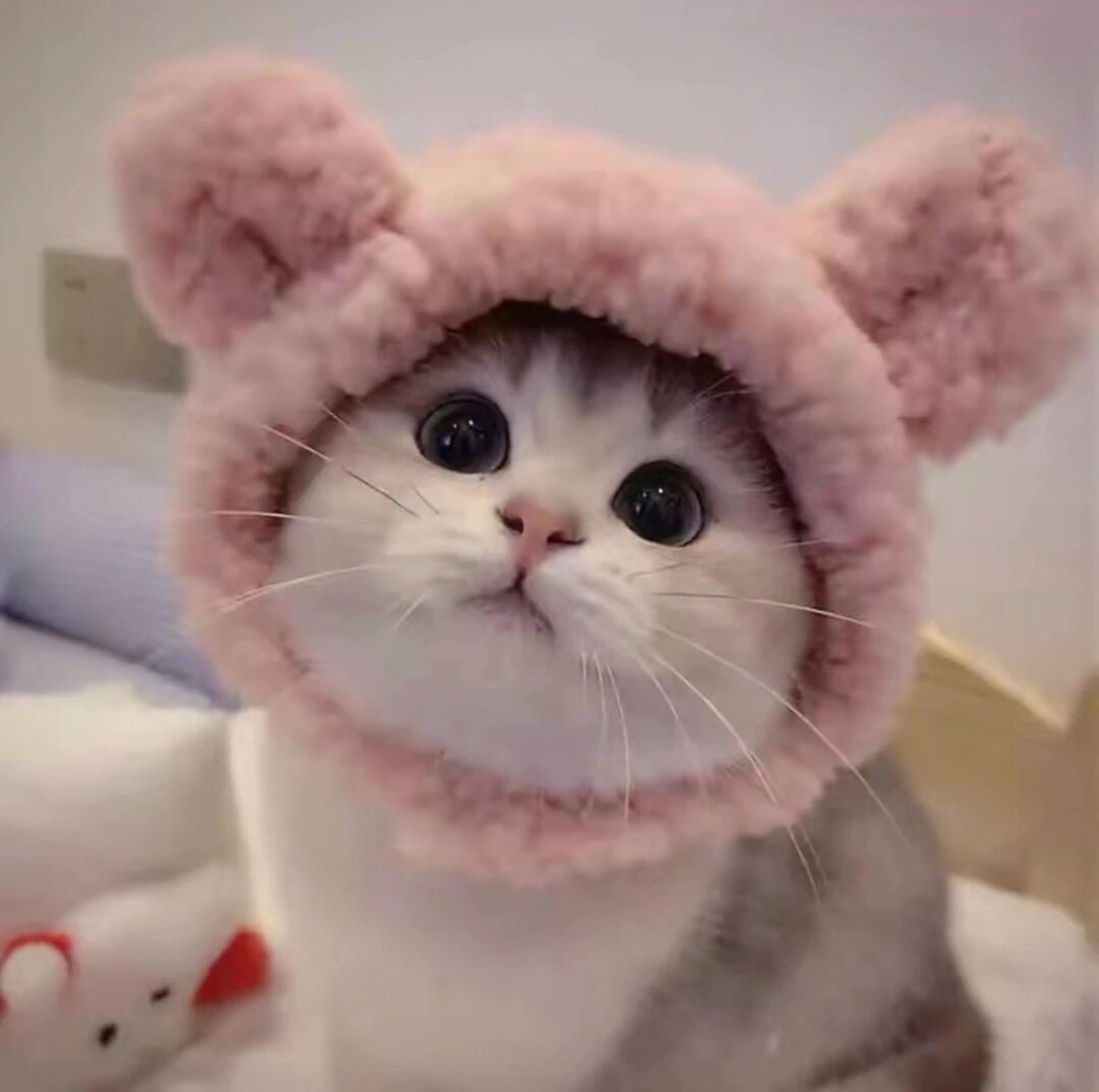 萌宠 萌宠头像  小猫头像 小猫