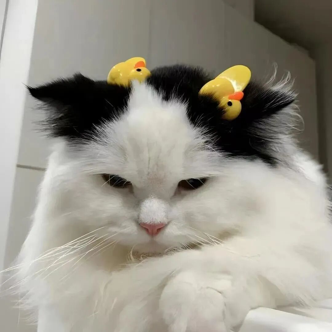 萌宠 萌宠头像  小猫头像 小猫
