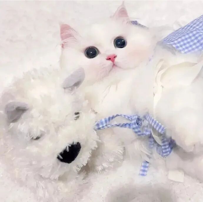 萌宠 萌宠头像  小猫头像 小猫