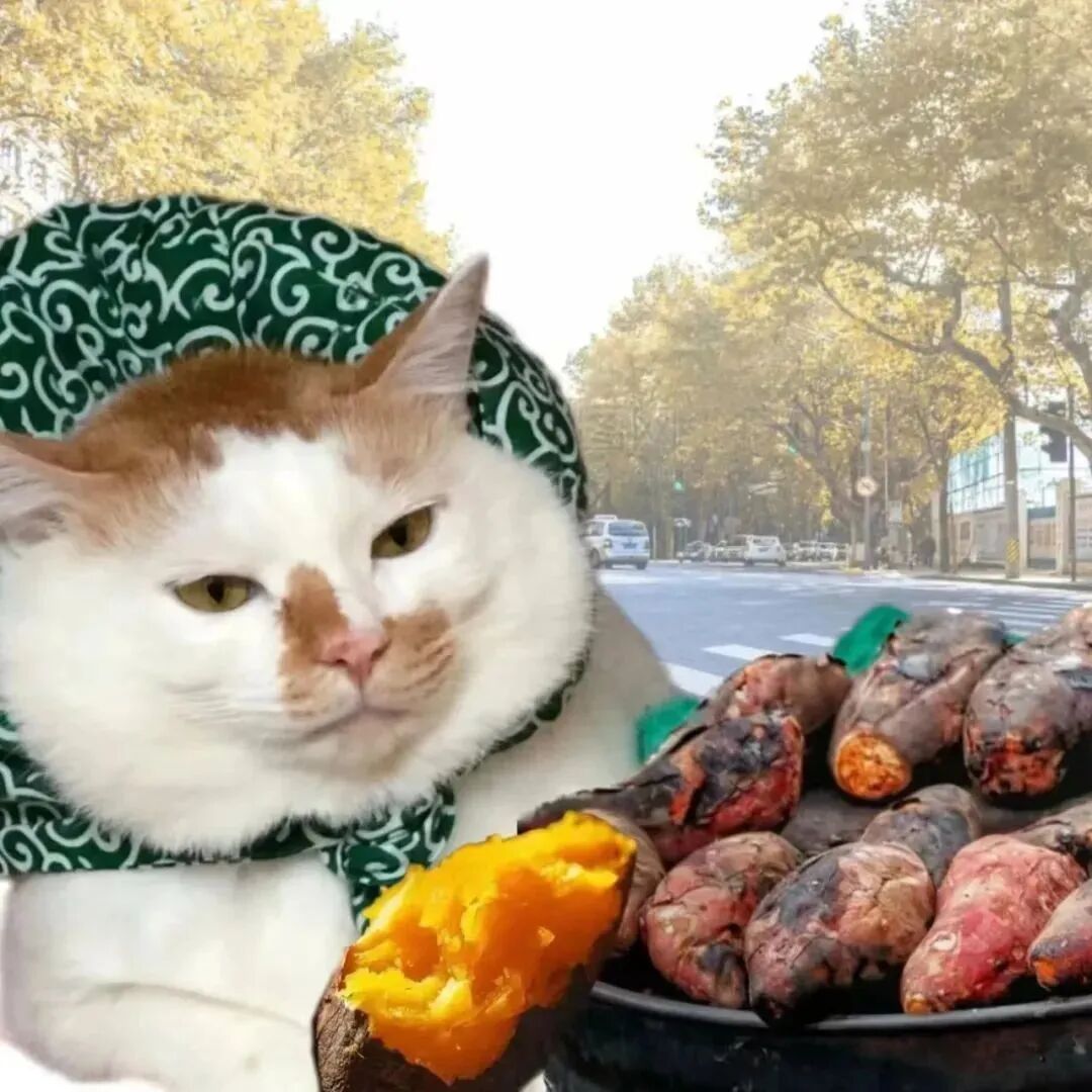 沙雕搞怪猫咪萌宠头像