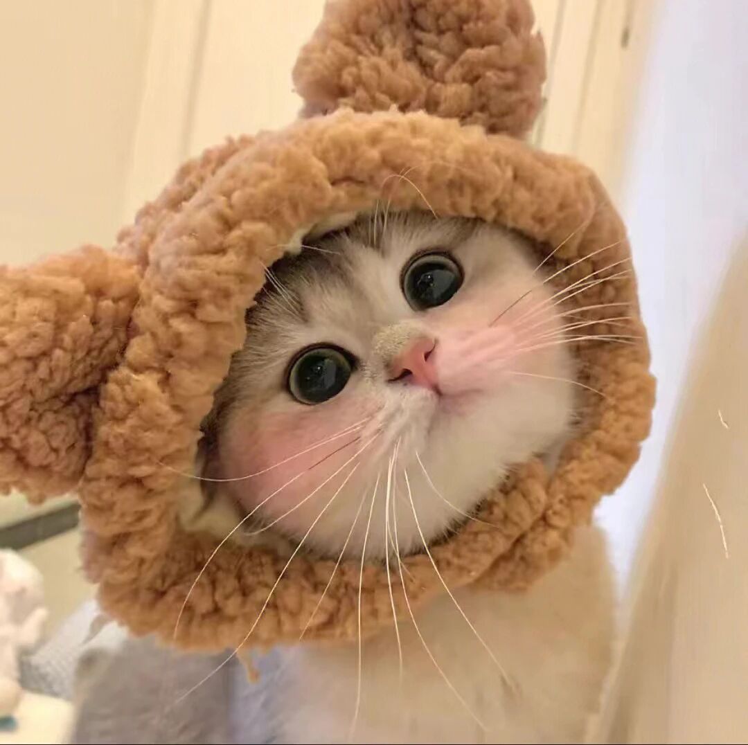 萌宠 萌宠头像  小猫头像 小猫