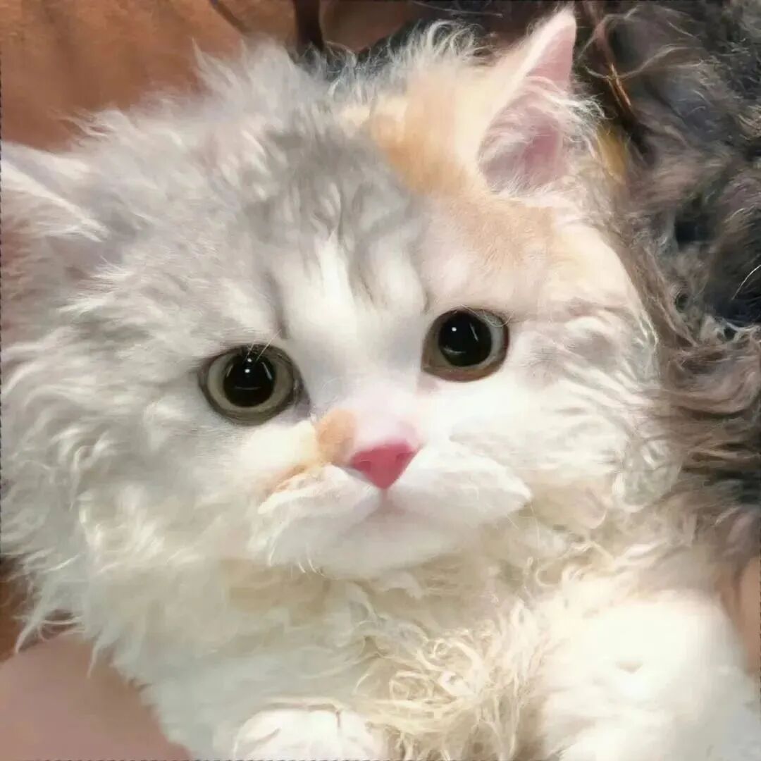 猫咪萌宠头像