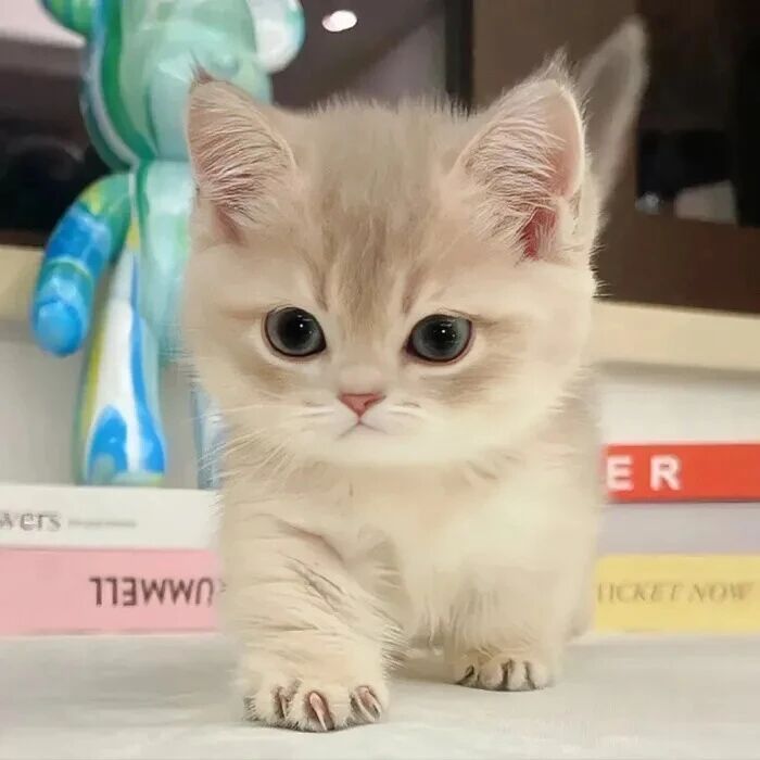 猫咪萌宠头像