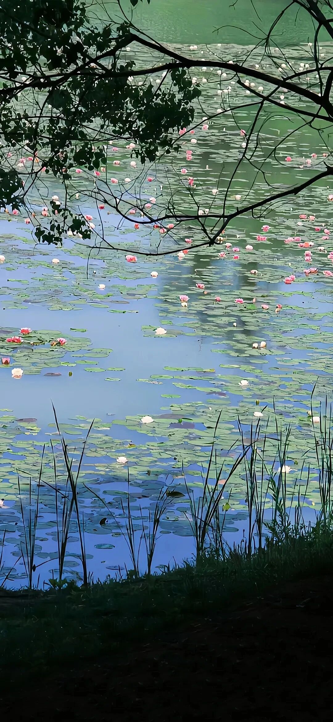 风景