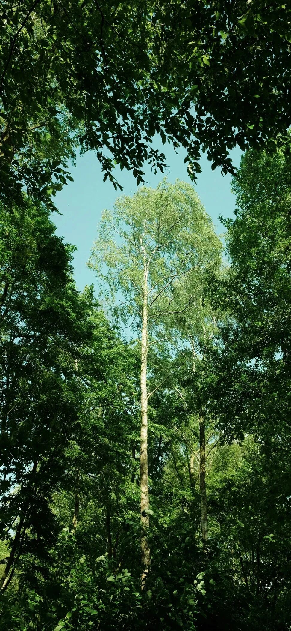 风景