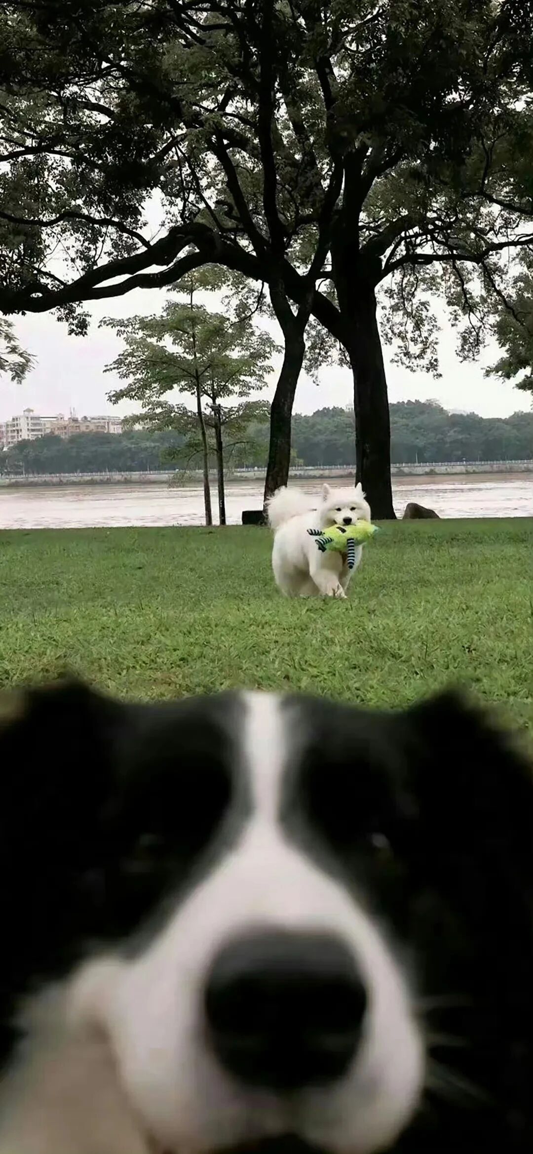 什锦