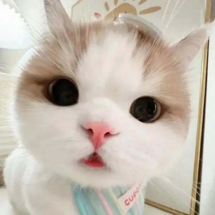 怼脸猫咪萌宠头像