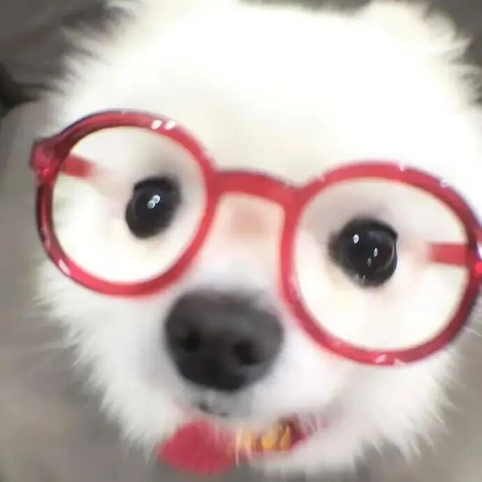 怼脸狗狗萌宠头像