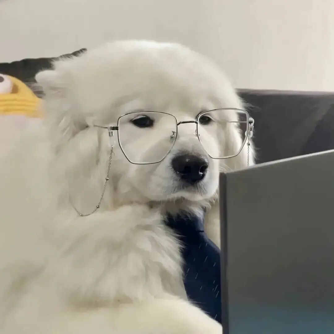 狗狗萌宠头像