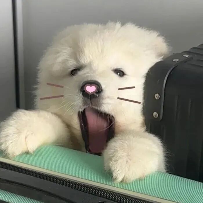 gouwagdongeuhainuo狗狗萌宠情侣头像