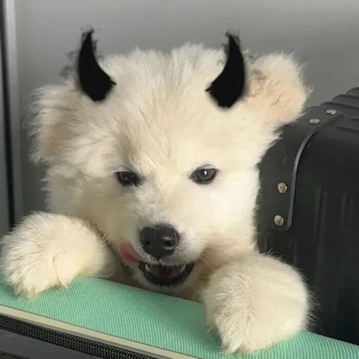 gouwagdongeuhainuo狗狗萌宠情侣头像