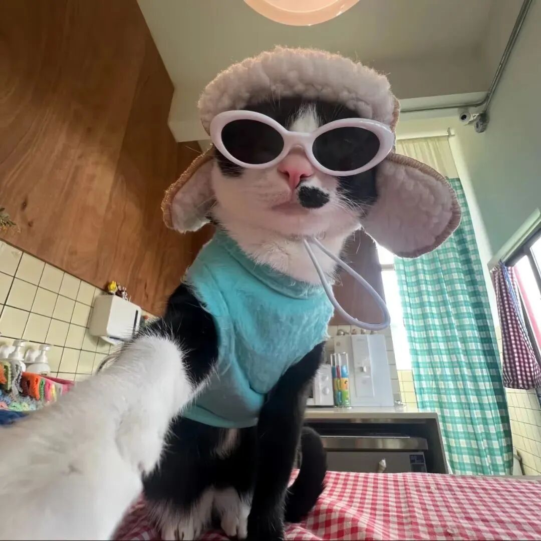 墨镜猫咪萌宠头像