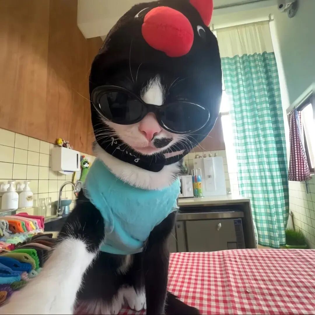 墨镜猫咪萌宠头像