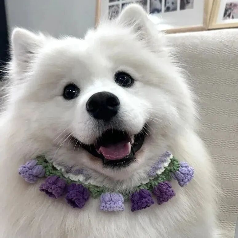 狗狗萌宠头像