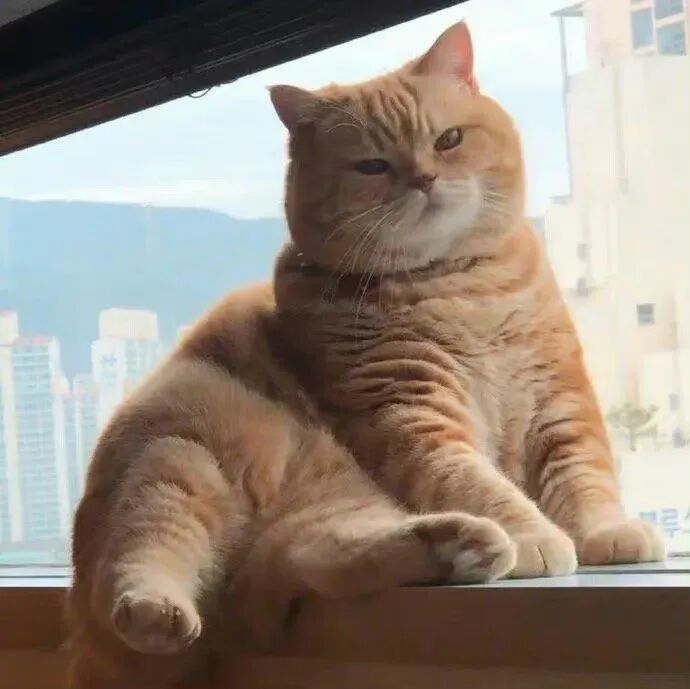猫咪萌宠头像