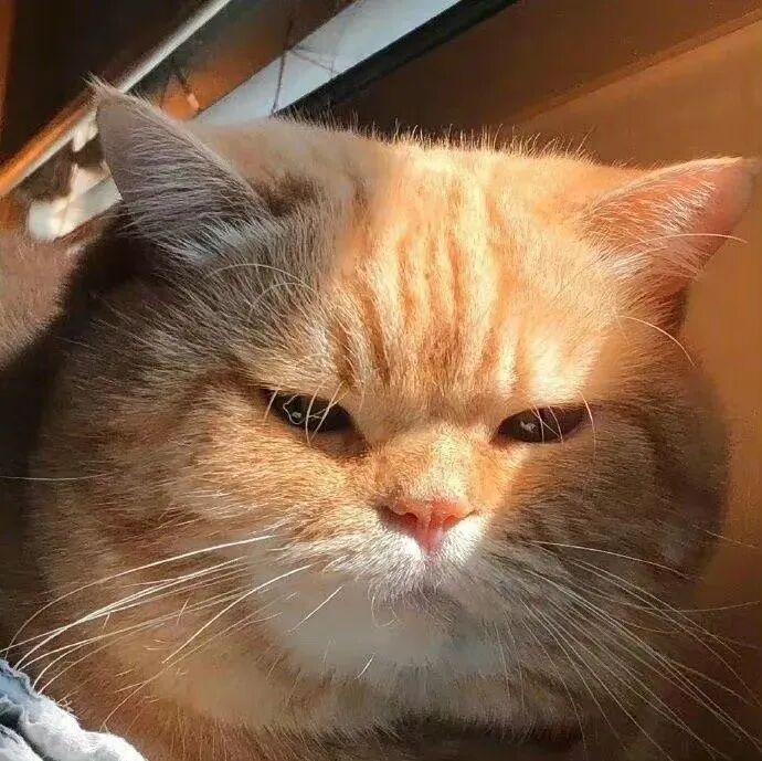 猫咪萌宠头像