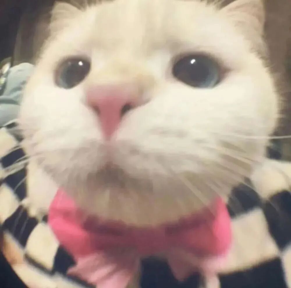 nidyrewqpmguanyu可爱猫咪萌宠情侣头像