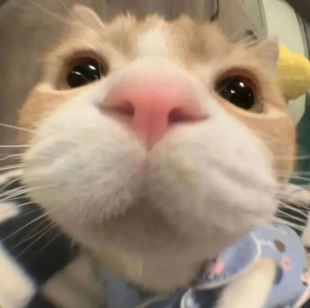 nidyrewqpmguanyu可爱猫咪萌宠情侣头像