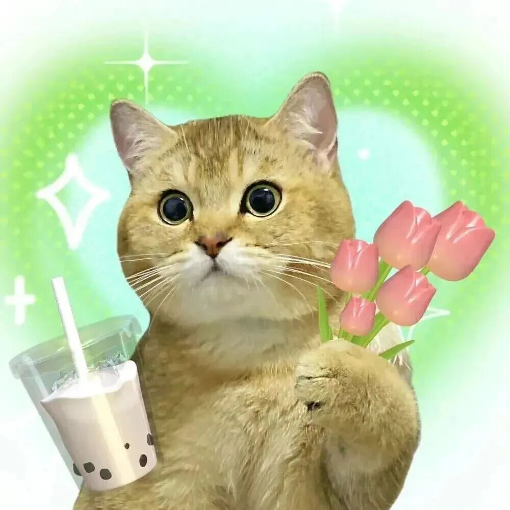 可爱猫咪萌宠头像