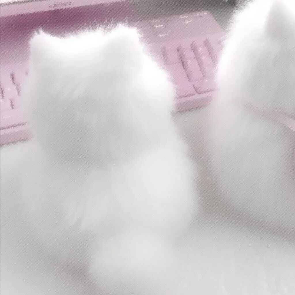 nkgunkoubtqyiciyou可爱猫咪二人闺蜜头像萌宠闺蜜头像