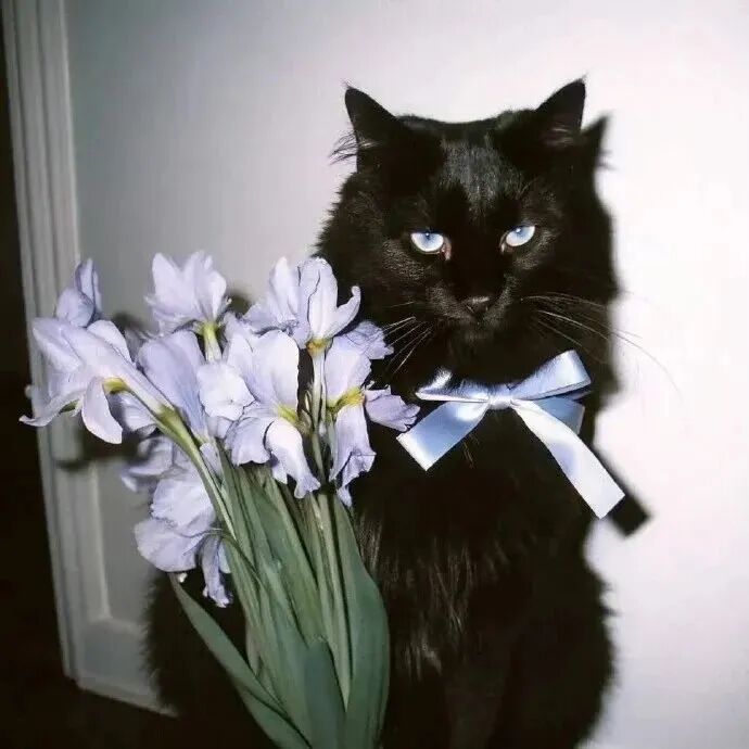 maomineconghainuo猫咪萌宠情侣头像
