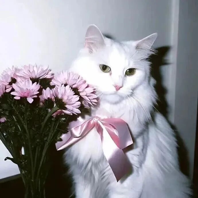 maomineconghainuo猫咪萌宠情侣头像