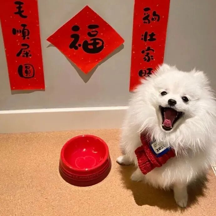 萌宠 萌宠头像  小狗头像 小狗 新年 新年头像