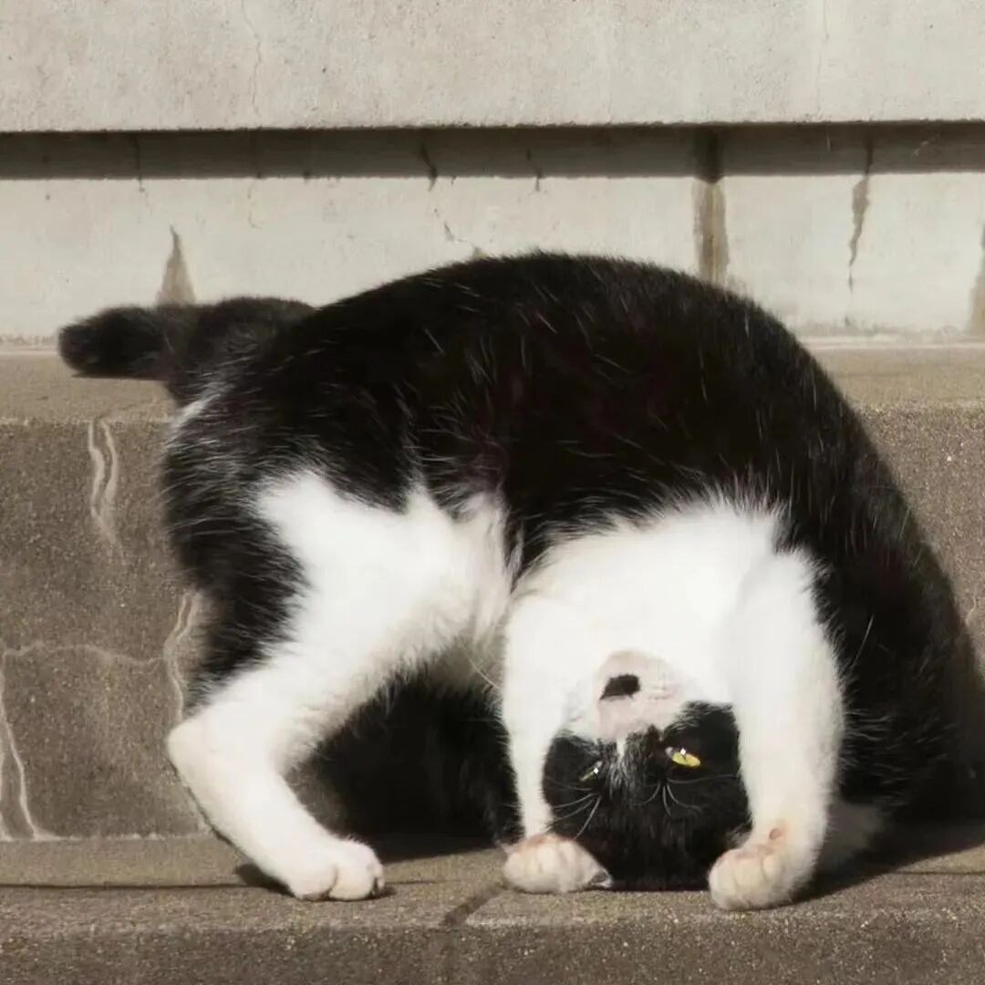 萌宠 萌宠头像  小猫头像 小猫
