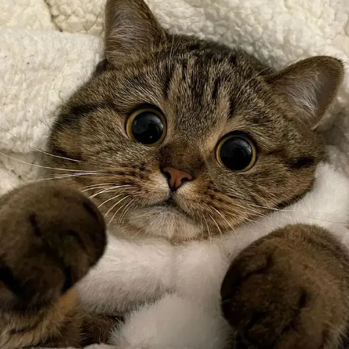 萌宠 萌宠头像  小猫头像 小猫