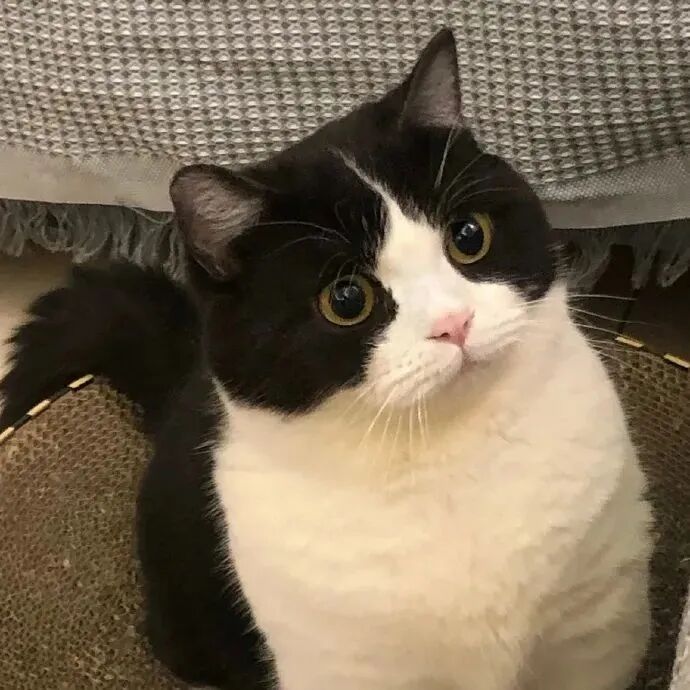 萌宠 萌宠头像  小猫头像 小猫