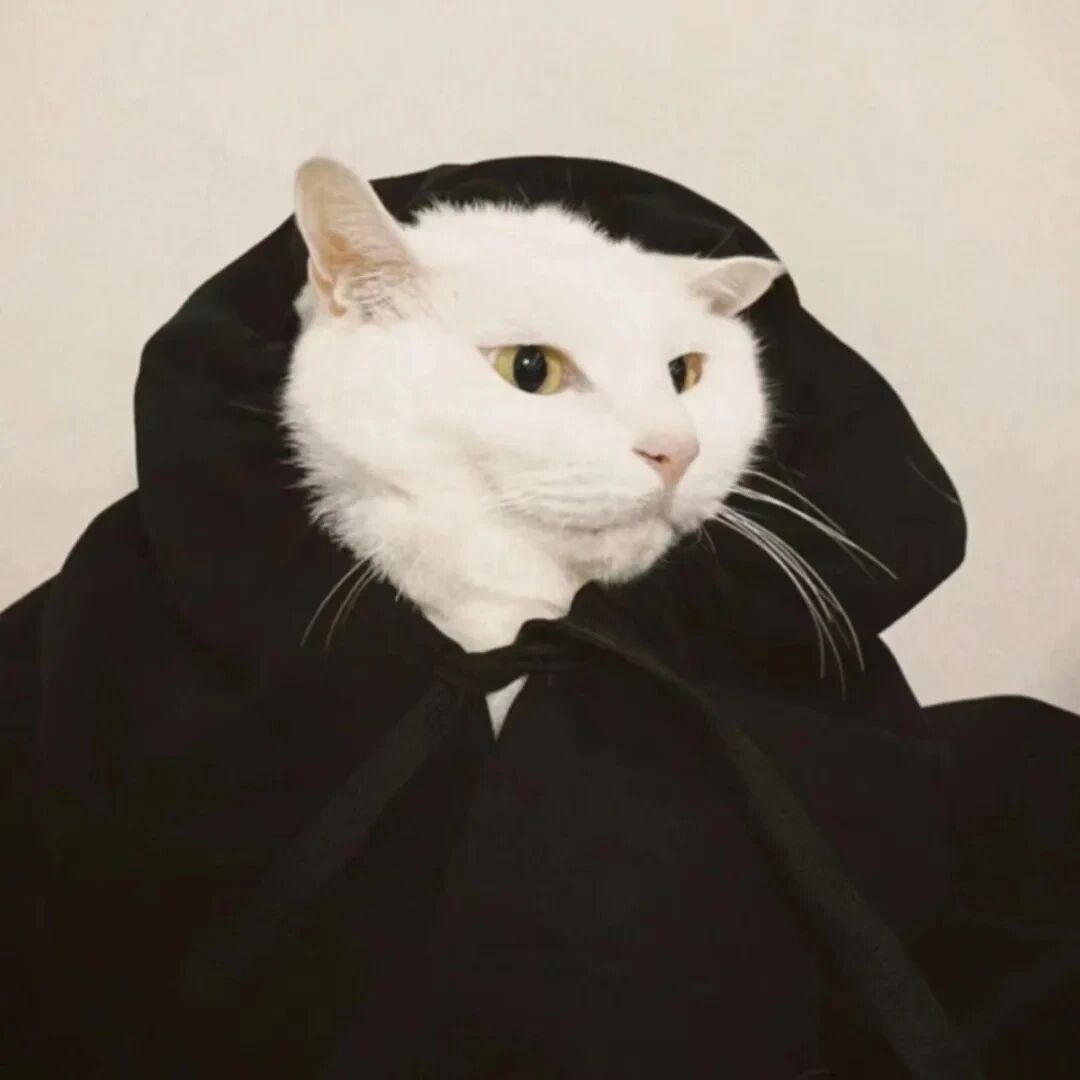 猫咪萌宠头像