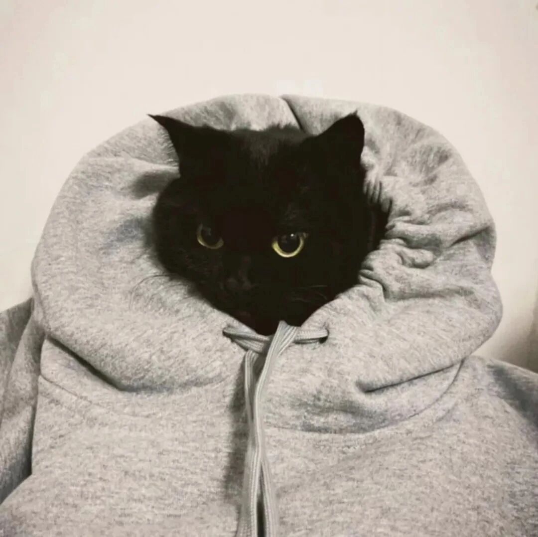 猫咪萌宠头像