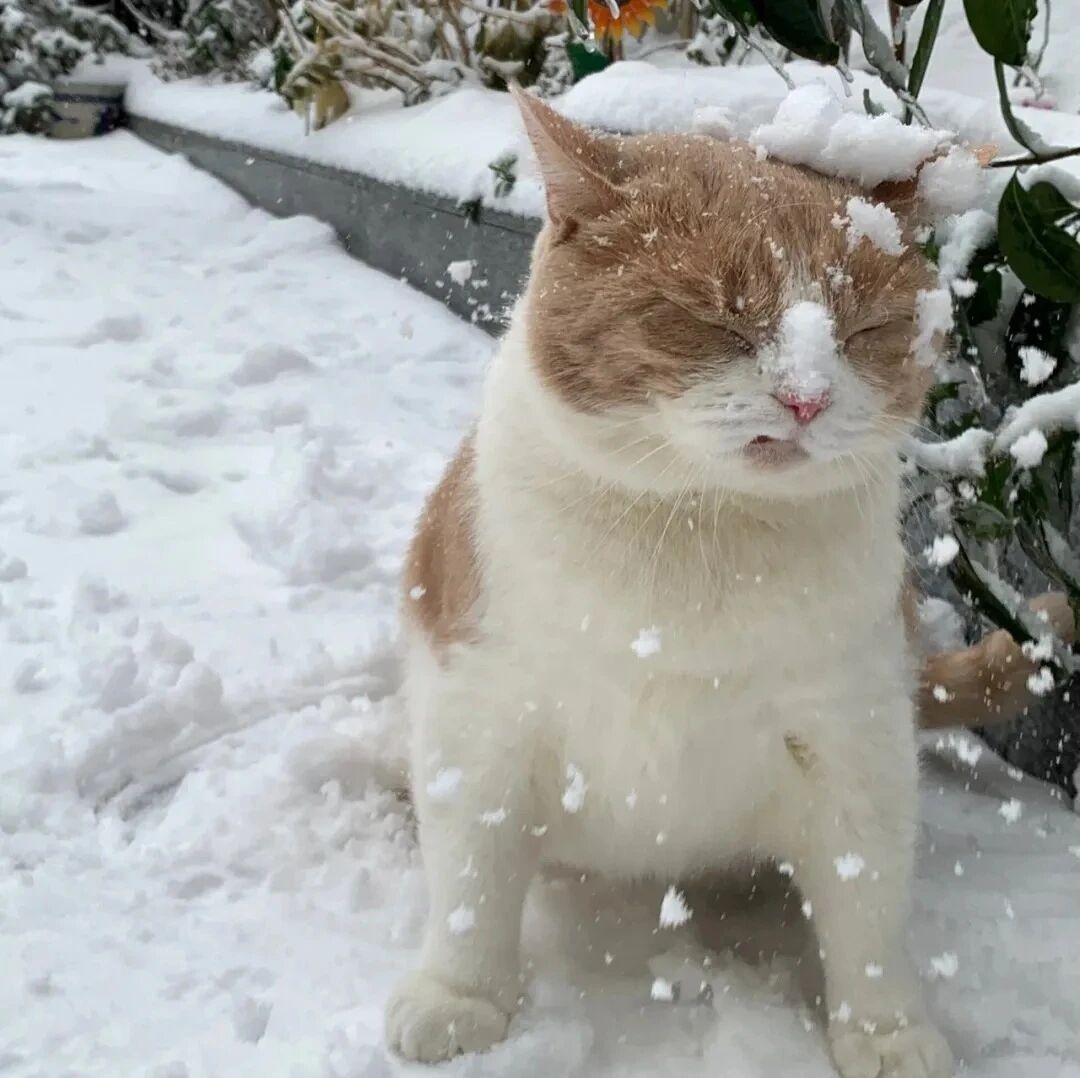 冬天猫咪萌宠头像