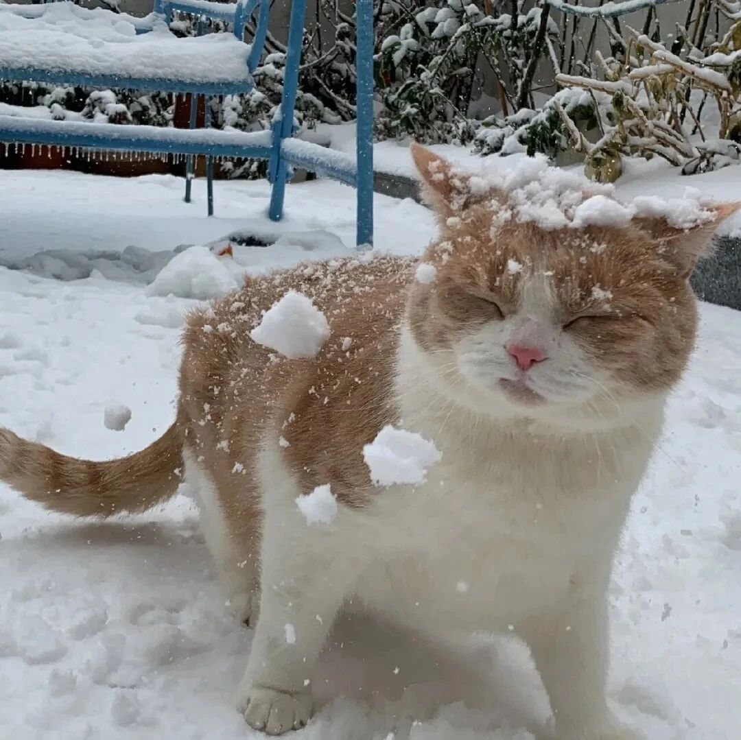 冬天猫咪萌宠头像