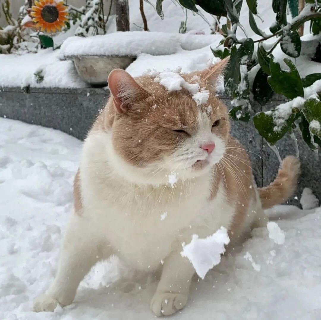 冬天猫咪萌宠头像
