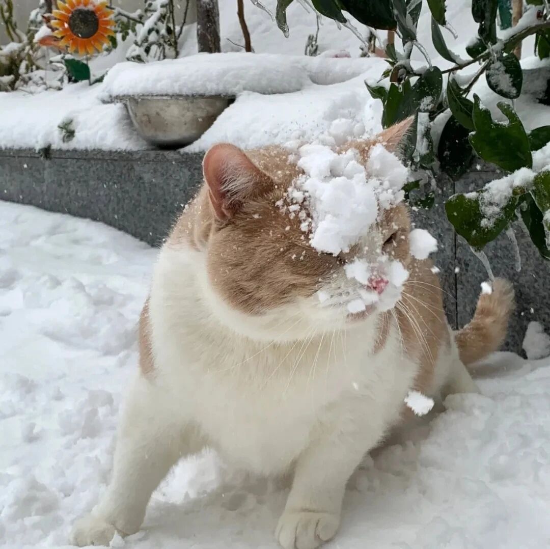 冬天猫咪萌宠头像