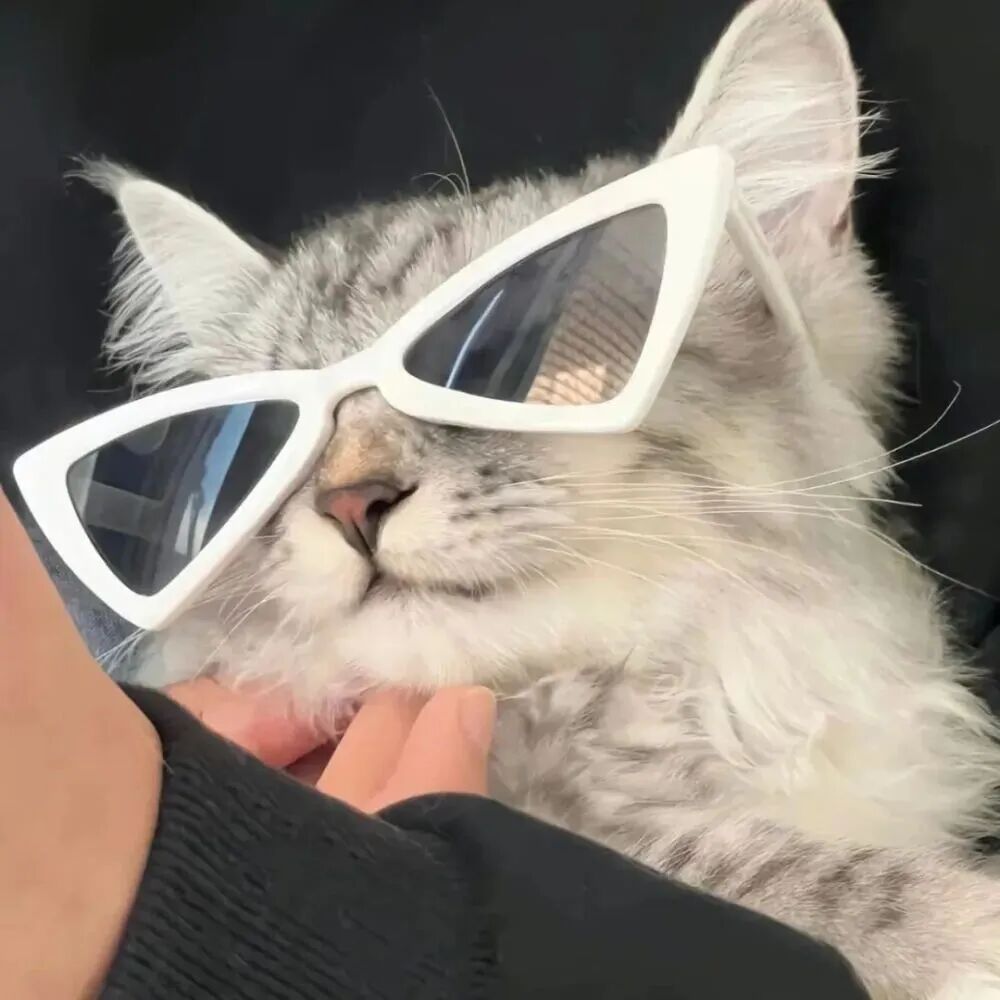 冷酷墨镜猫咪萌宠头像